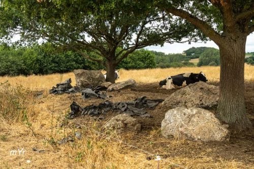 Alignements-de-la--Forgerais-St.-Just Redon-Ille-et-Vilaine Bretaña